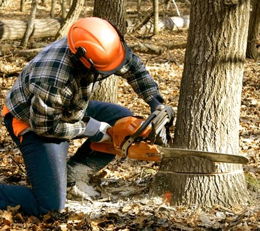 Tree Removal in Cedar Mountain, NC